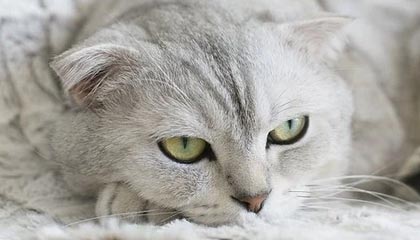 KAIYUNAPP-巴列卡诺客场抢分成功，击败对手，巴列卡诺升级