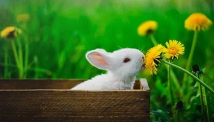 KAIYUNAPP-巴列卡诺客场抢分成功，击败对手，巴列卡诺升级